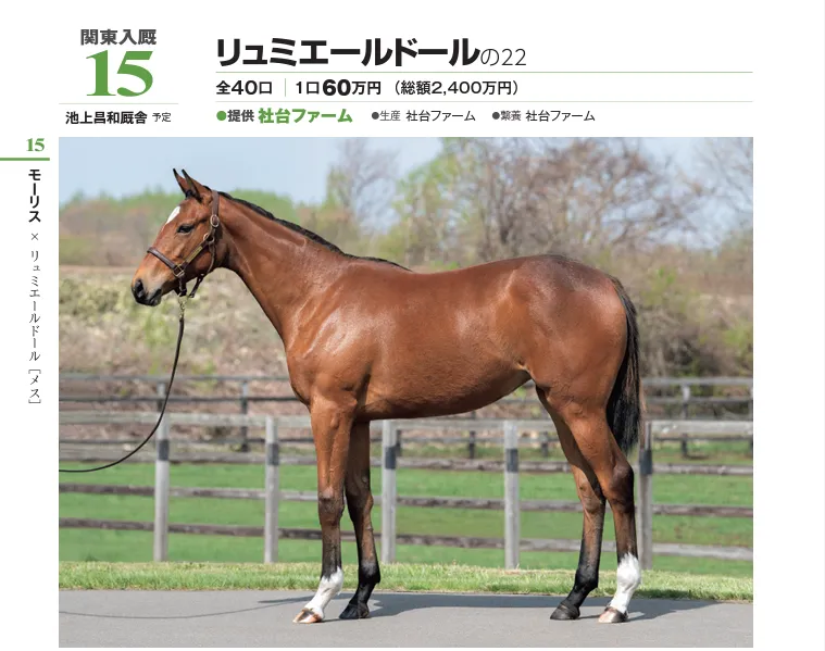 第2希望 015 リュミエールドールの22(サンデー・社台サラブレッドクラブ2023年募集馬)