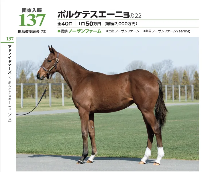 第3希望 137 ポルケテスエーニョの22(サンデー・社台サラブレッドクラブ2023年募集馬)