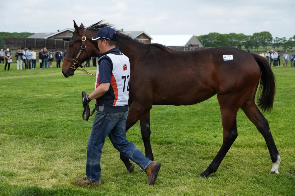 サンデーレーシング関西牝馬の馬体(サンデーサラブレッドクラブ・社台サラブレッドクラブ2024年募集馬)