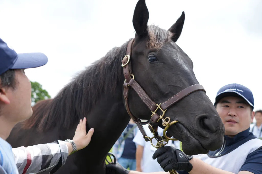 サンデーレーシング関西牝馬の馬体(サンデーサラブレッドクラブ・社台サラブレッドクラブ2024年募集馬)