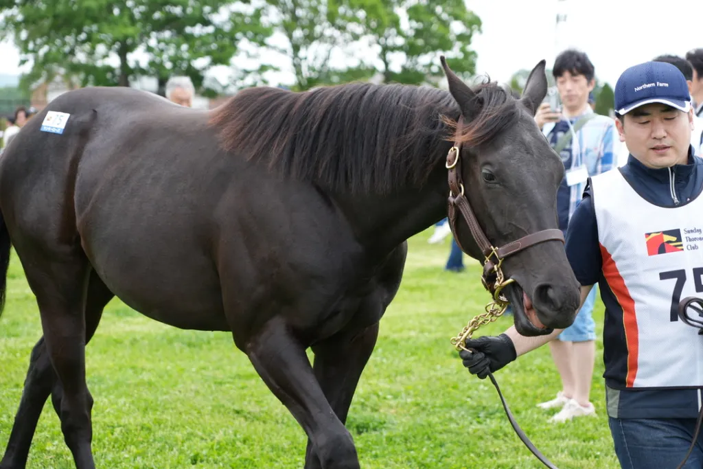 サンデーレーシング関西牝馬の馬体(サンデーサラブレッドクラブ・社台サラブレッドクラブ2024年募集馬)