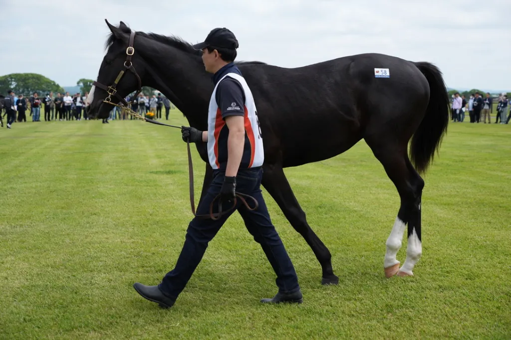 白老ファーム生産馬の馬体(サンデーサラブレッドクラブ・社台サラブレッドクラブ2024年募集馬)