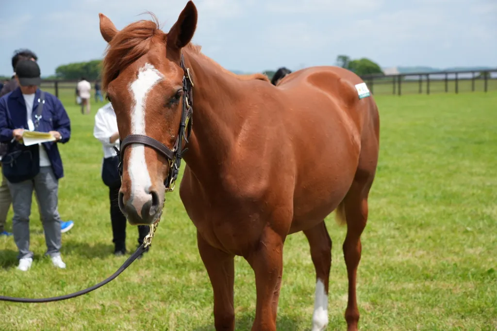 白老ファーム生産馬の馬体(サンデーサラブレッドクラブ・社台サラブレッドクラブ2024年募集馬)