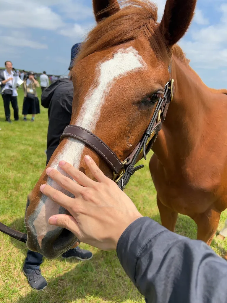 白老ファーム生産馬の馬体(サンデーサラブレッドクラブ・社台サラブレッドクラブ2024年募集馬)