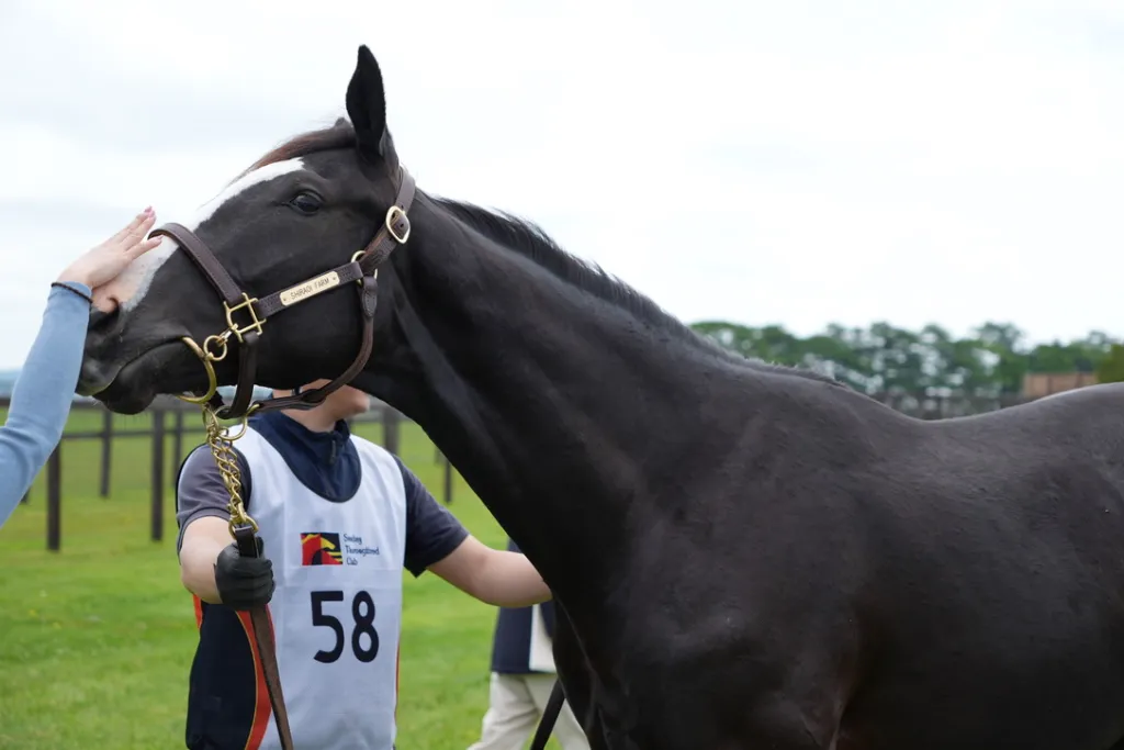 白老ファーム生産馬の馬体(サンデーサラブレッドクラブ・社台サラブレッドクラブ2024年募集馬)