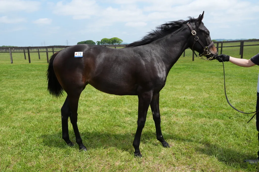 白老ファーム生産馬の馬体(サンデーサラブレッドクラブ・社台サラブレッドクラブ2024年募集馬)