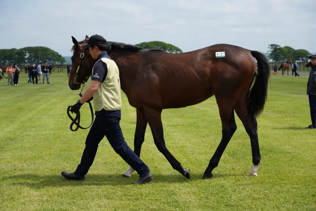 白老ファーム生産馬の馬体(サンデーサラブレッドクラブ・社台サラブレッドクラブ2024年募集馬)