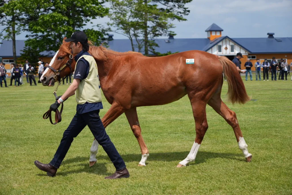 白老ファーム生産馬の馬体(サンデーサラブレッドクラブ・社台サラブレッドクラブ2024年募集馬)