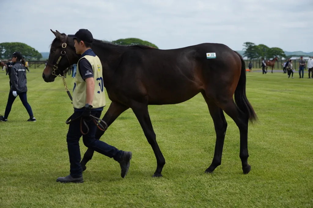 白老ファーム生産馬の馬体(サンデーサラブレッドクラブ・社台サラブレッドクラブ2024年募集馬)