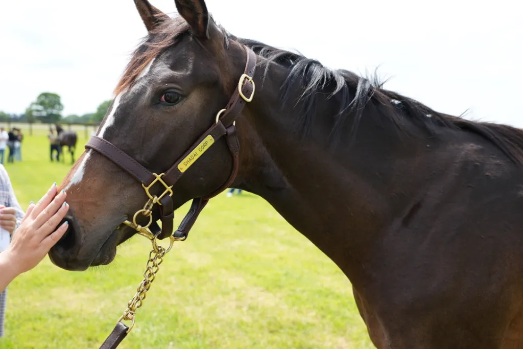 白老ファーム生産馬の馬体(サンデーサラブレッドクラブ・社台サラブレッドクラブ2024年募集馬)