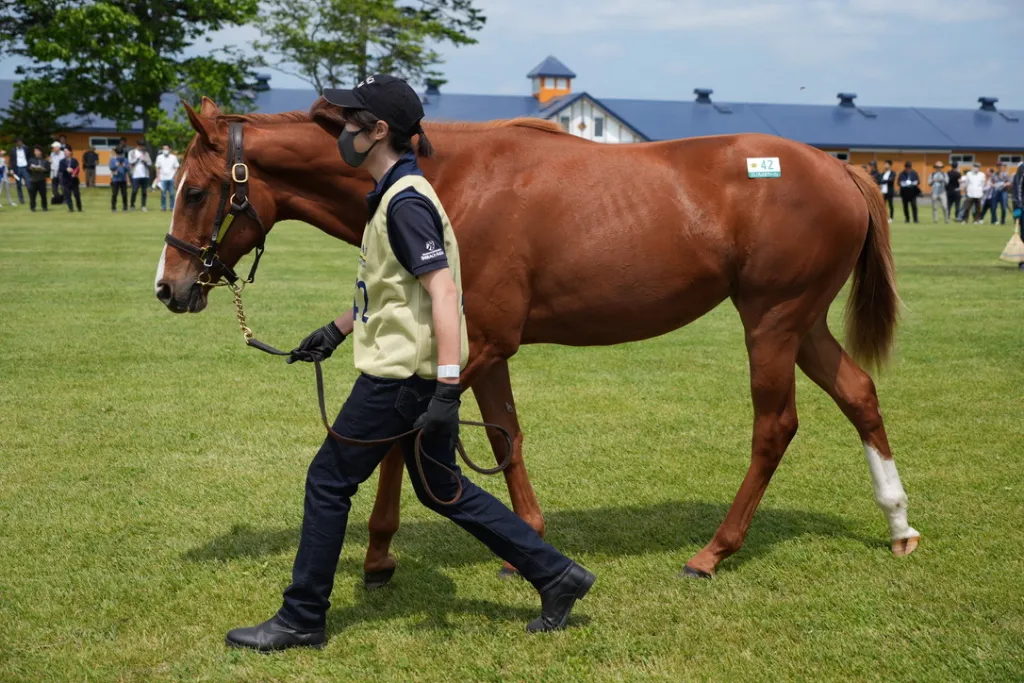 白老ファーム生産馬の馬体(サンデーサラブレッドクラブ・社台サラブレッドクラブ2024年募集馬)