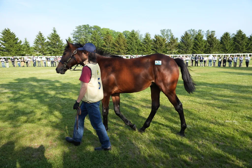社台関東牡馬の馬体（サンデーサラブレッドクラブ・社台サラブレッドクラブ2024年募集馬）
