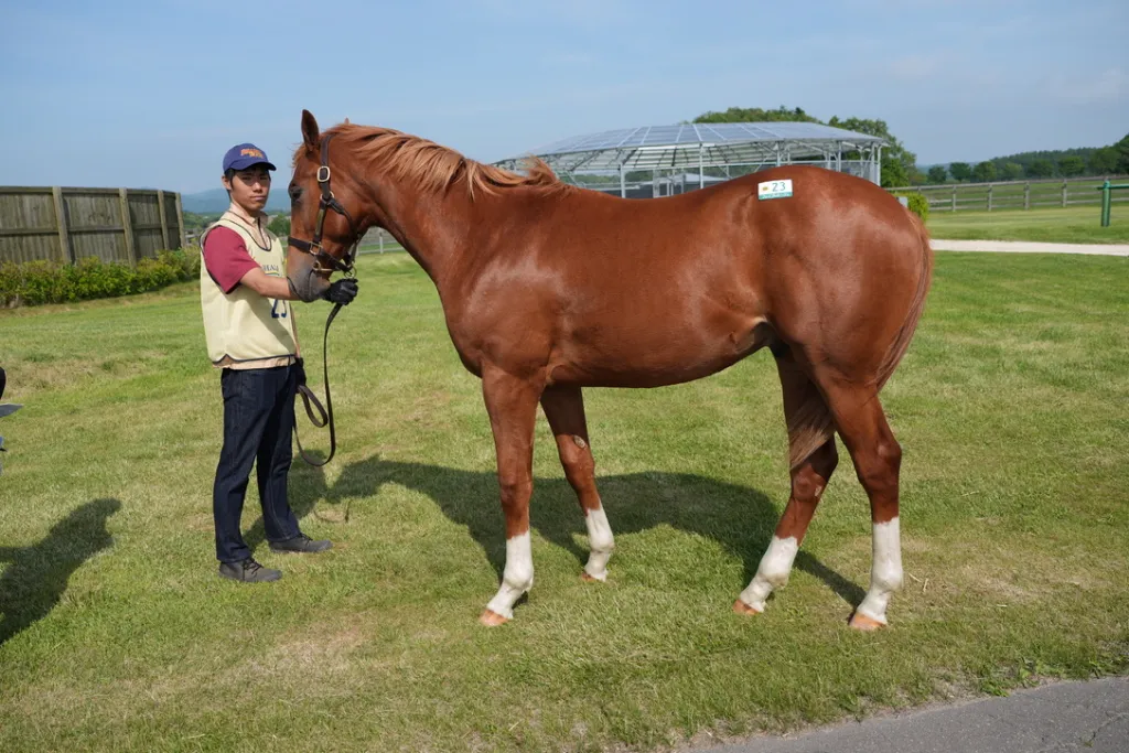 社台関東牡馬の馬体（サンデーサラブレッドクラブ・社台サラブレッドクラブ2024年募集馬）