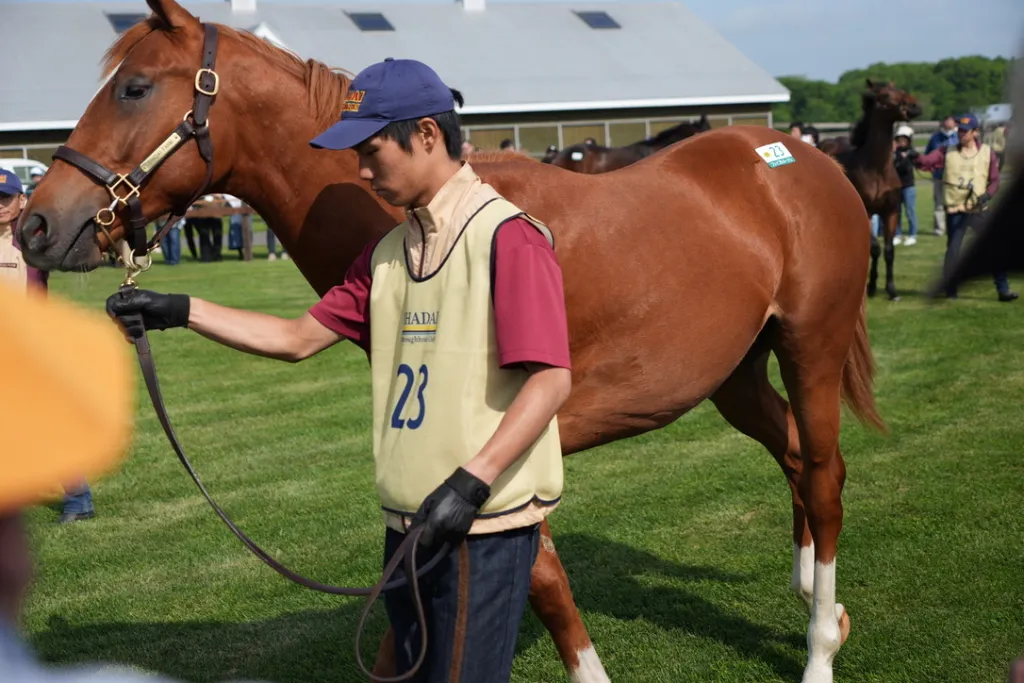 社台関東牡馬の馬体（サンデーサラブレッドクラブ・社台サラブレッドクラブ2024年募集馬）