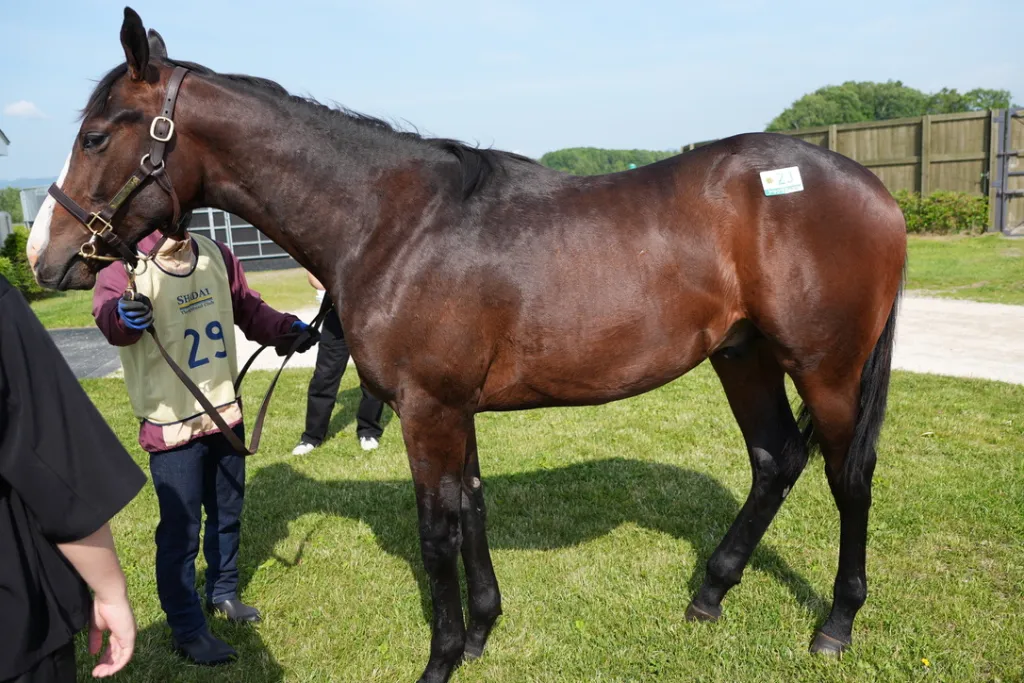 社台関東牡馬の馬体（サンデーサラブレッドクラブ・社台サラブレッドクラブ2024年募集馬）