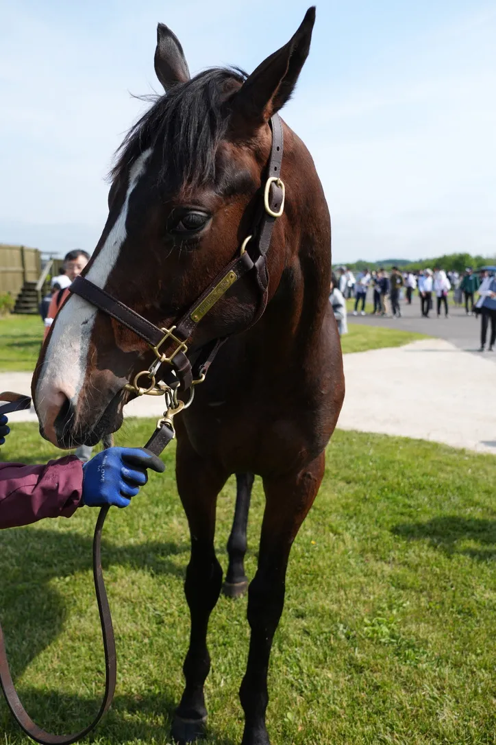 社台関東牡馬の馬体（サンデーサラブレッドクラブ・社台サラブレッドクラブ2024年募集馬）