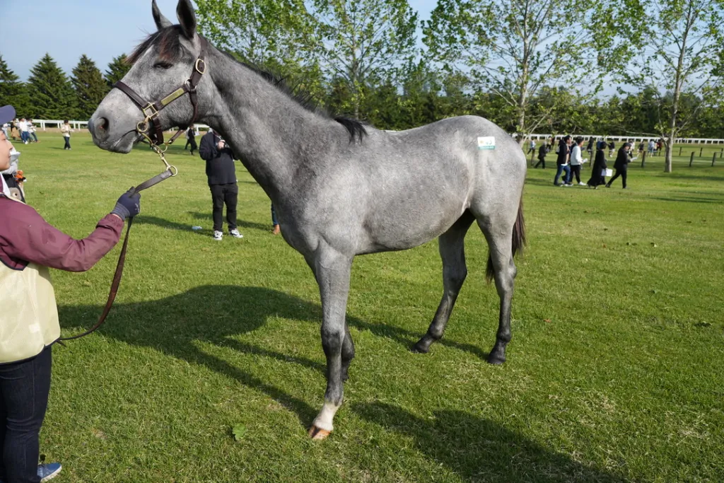 社台関東牡馬の馬体（サンデーサラブレッドクラブ・社台サラブレッドクラブ2024年募集馬）