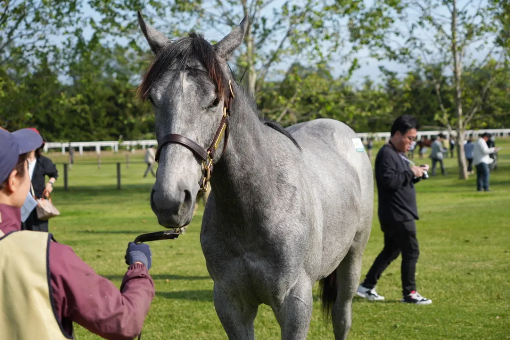 社台関東牡馬の馬体（サンデーサラブレッドクラブ・社台サラブレッドクラブ2024年募集馬）