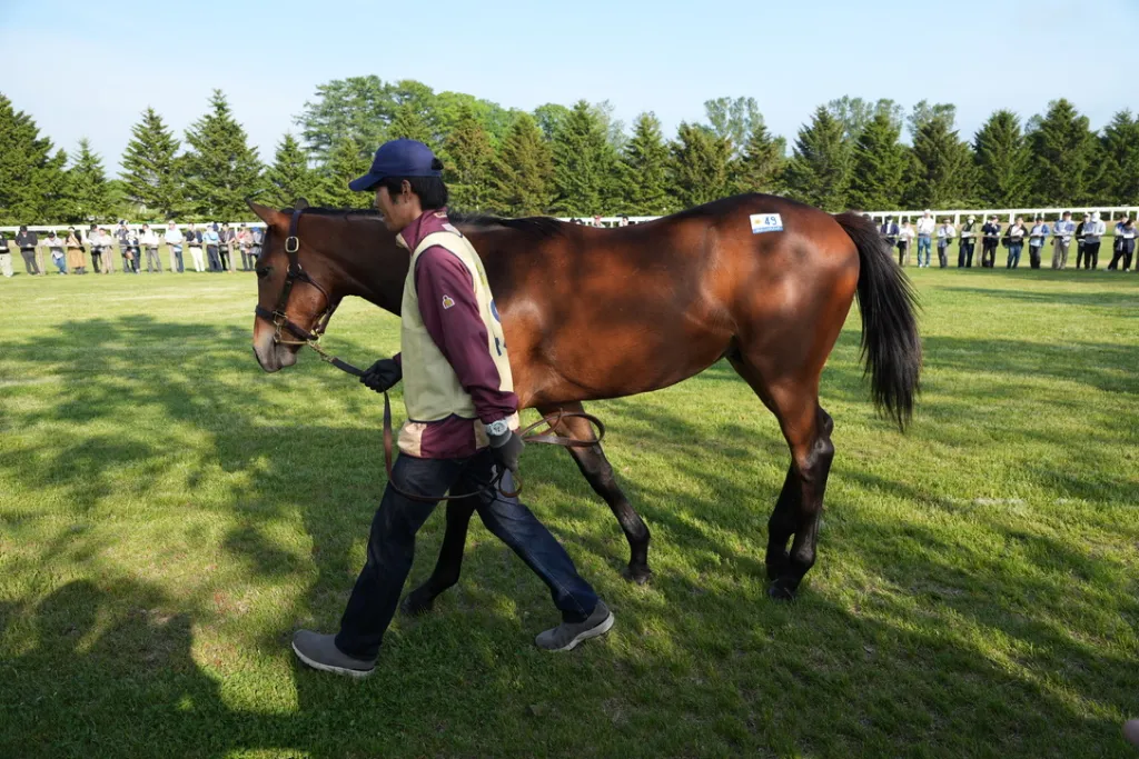 社台関西牡馬の馬体(サンデーサラブレッドクラブ・社台サラブレッドクラブ2024年募集馬)