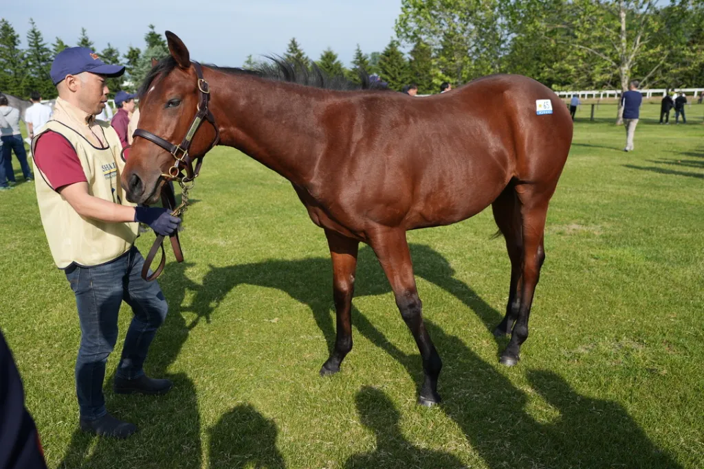 社台関西牡馬の馬体(サンデーサラブレッドクラブ・社台サラブレッドクラブ2024年募集馬)