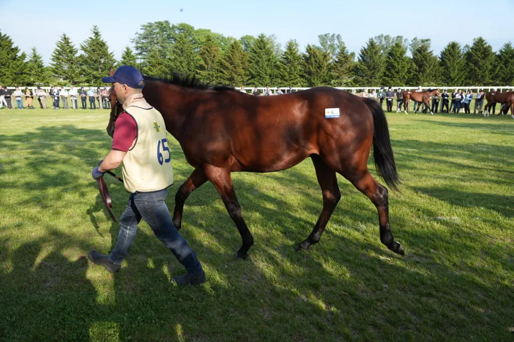 社台関西牡馬の馬体(サンデーサラブレッドクラブ・社台サラブレッドクラブ2024年募集馬)
