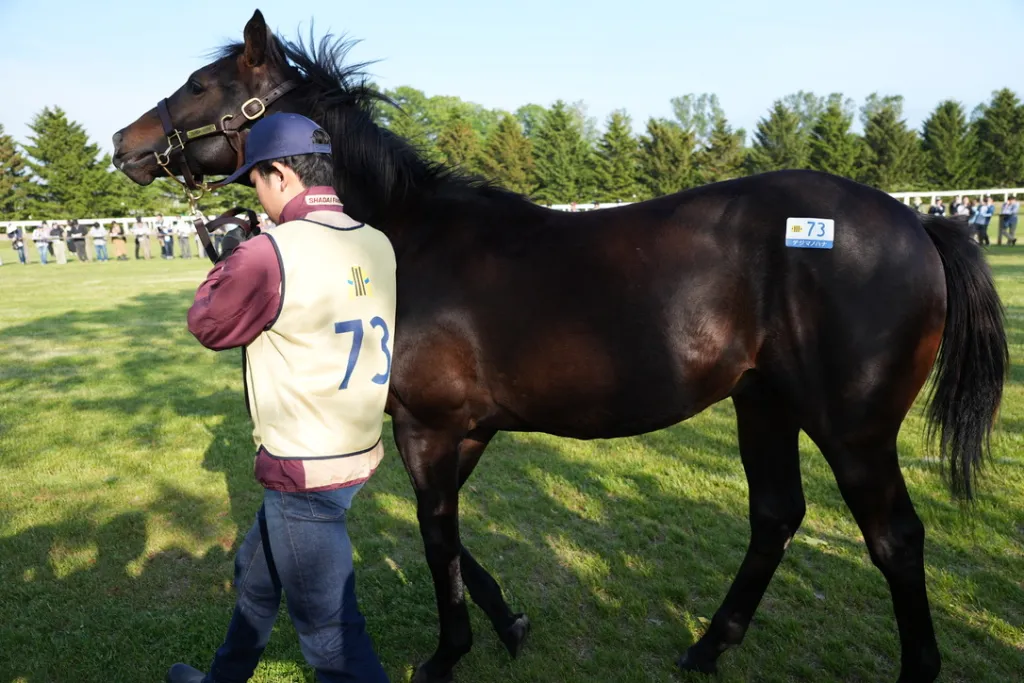 社台関西牡馬の馬体(サンデーサラブレッドクラブ・社台サラブレッドクラブ2024年募集馬)