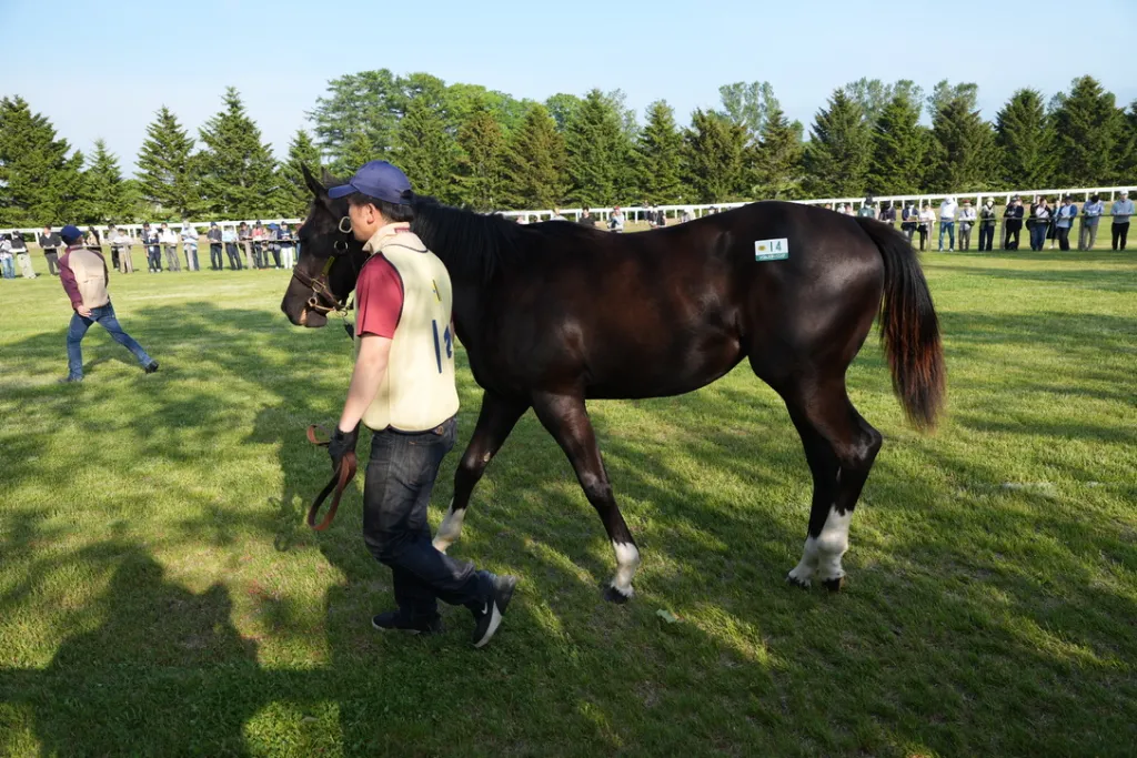 社台関東牝馬の馬体（サンデーサラブレッドクラブ・社台サラブレッドクラブ2024年募集馬）