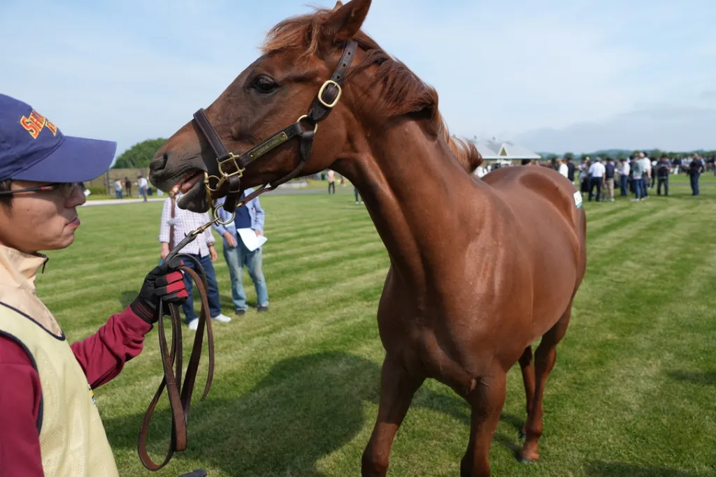 社台関東牝馬の馬体（サンデーサラブレッドクラブ・社台サラブレッドクラブ2024年募集馬）