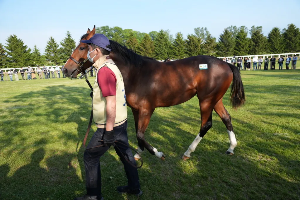 社台関東牝馬の馬体（サンデーサラブレッドクラブ・社台サラブレッドクラブ2024年募集馬）