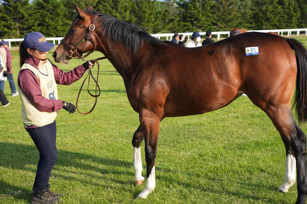 社台関西牝馬の馬体（サンデーサラブレッドクラブ・社台サラブレッドクラブ2024年募集馬）