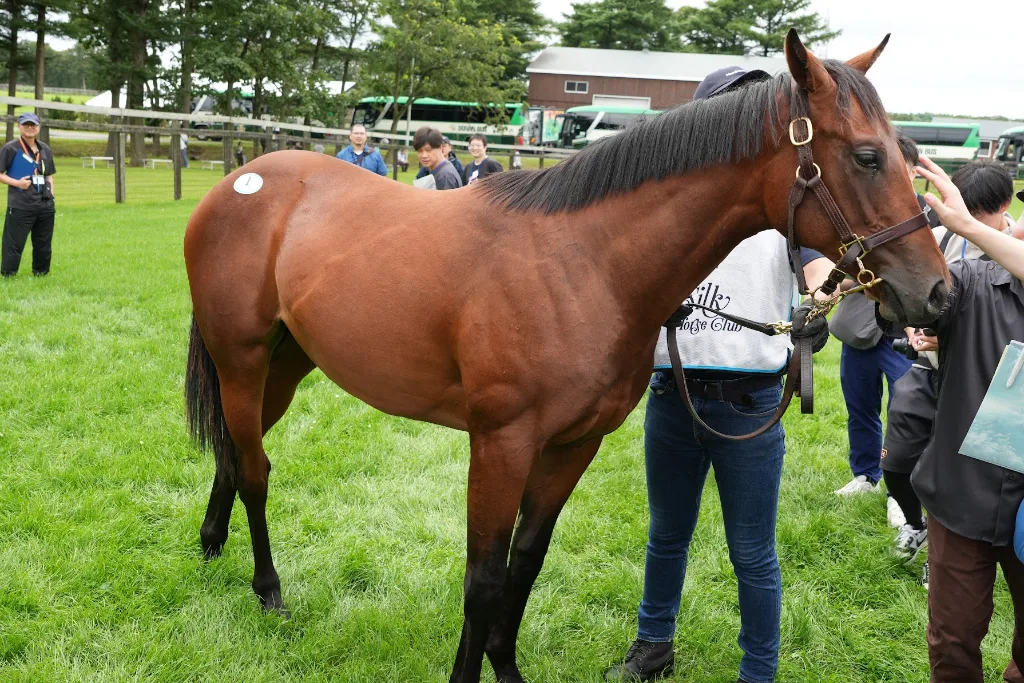 アーモンドアイの25の馬体(シルクホースクラブ2026年募集馬)