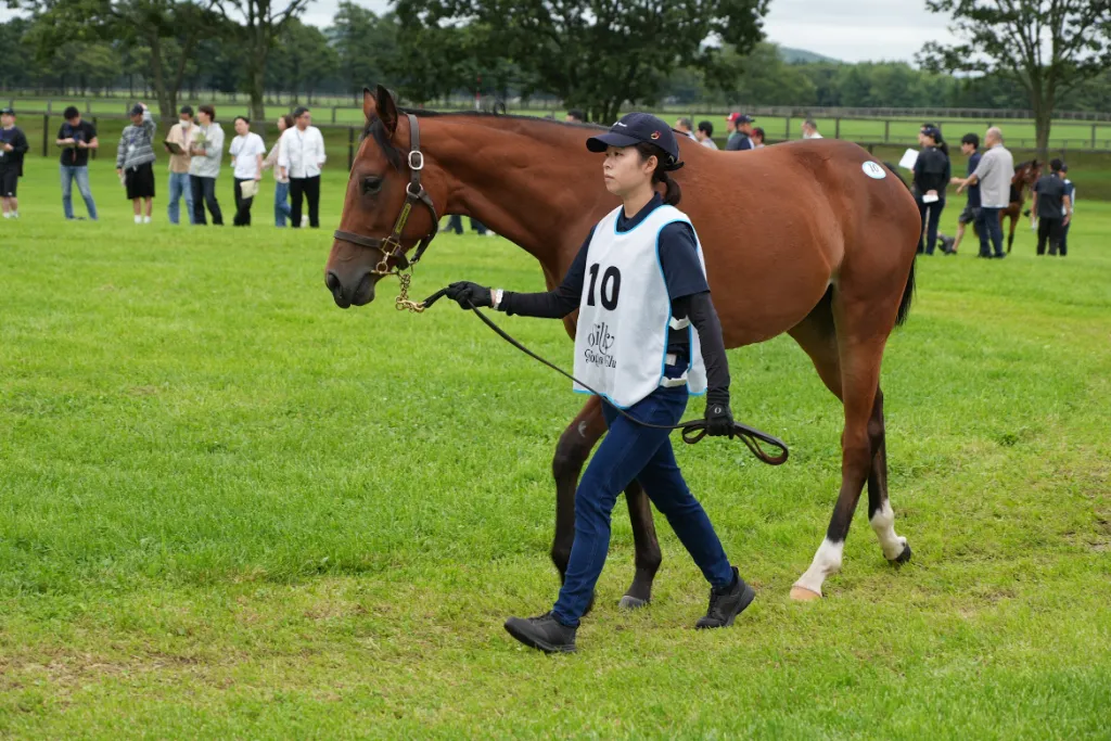 アルビアーノの25の馬体(シルクホースクラブ2026年募集馬)