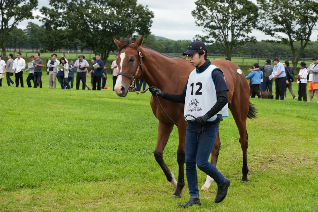 リンフォルツァンドの25の馬体(シルクホースクラブ2026年募集馬)