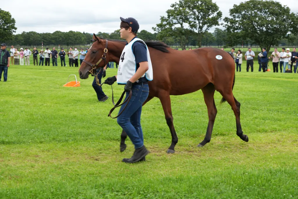 ベルゼールの25の馬体(シルクホースクラブ2026年募集馬)