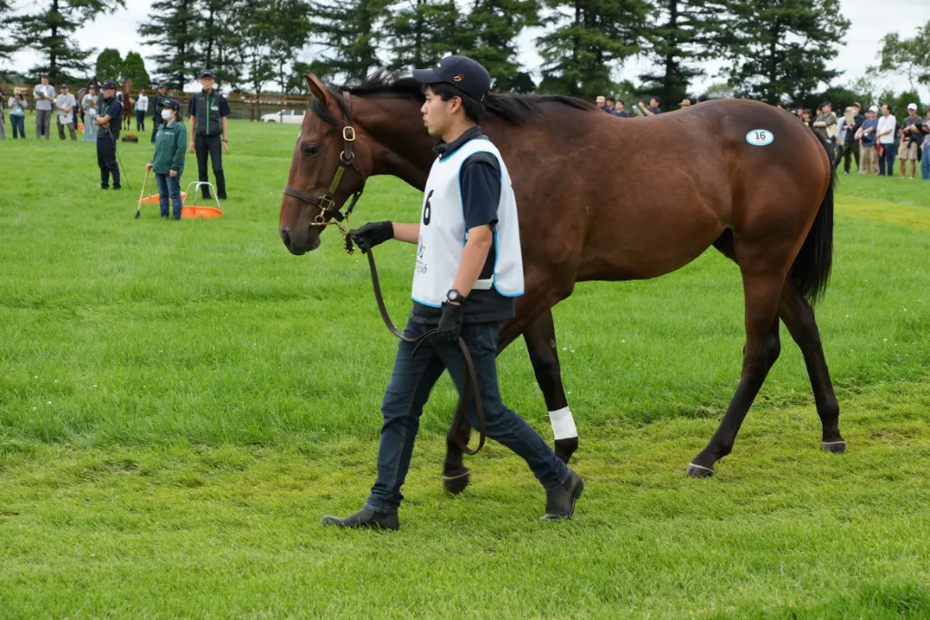 ルーツドールの25の馬体(シルクホースクラブ2026年募集馬)