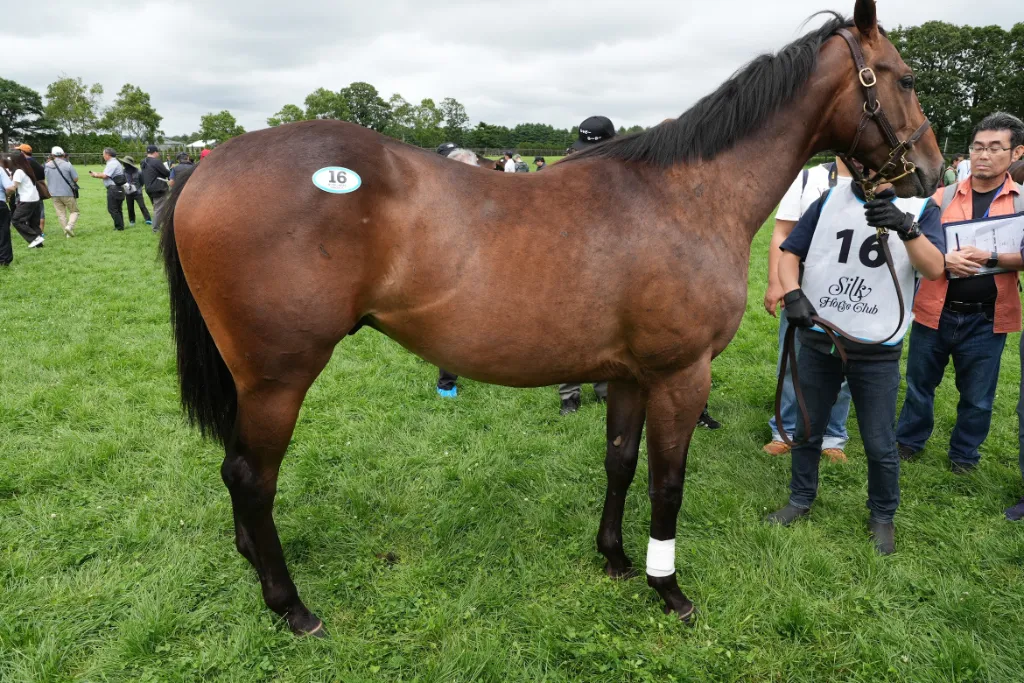 ルーツドールの25の馬体(シルクホースクラブ2026年募集馬)