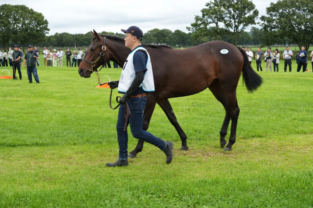 インヘリットデールの25の馬体(シルクホースクラブ2026年募集馬)