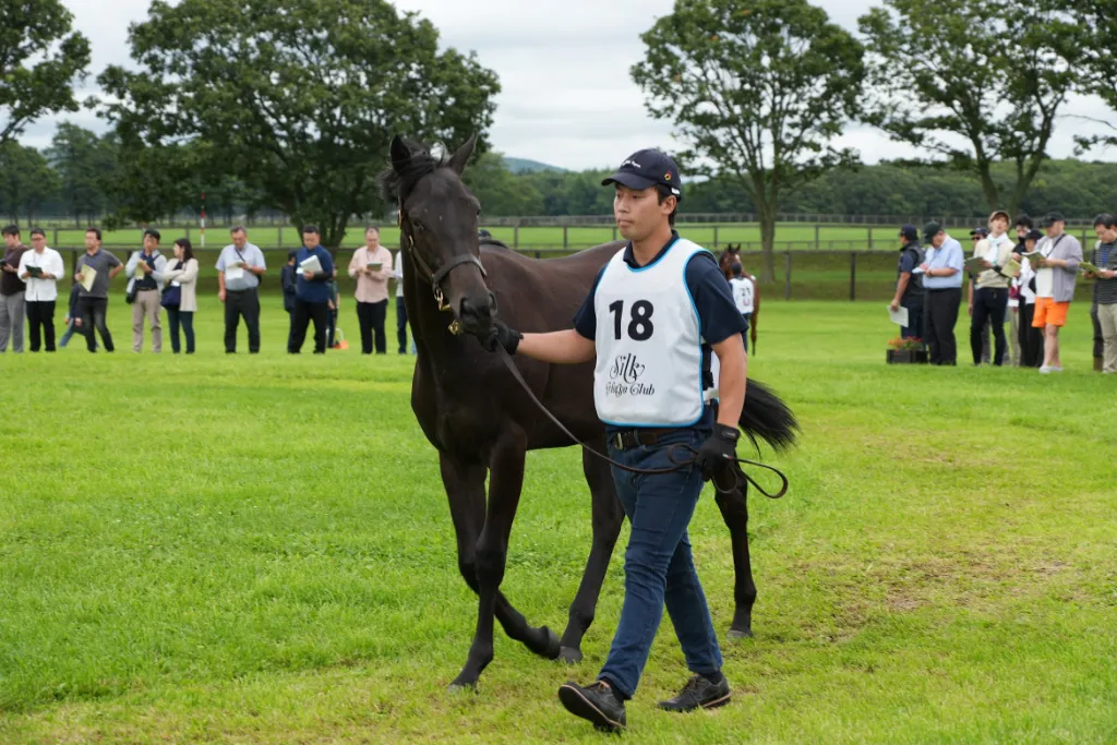 レディホークフィールドの25の馬体(シルクホースクラブ2026年募集馬)