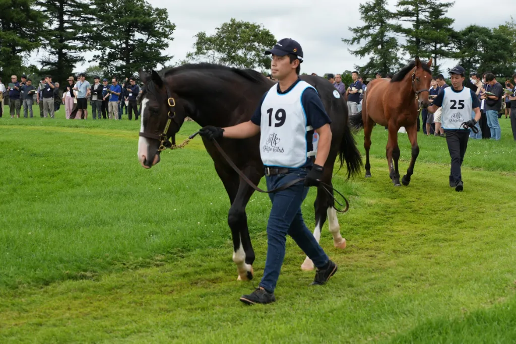 スイープセレリタスの25の馬体(シルクホースクラブ2026年募集馬)