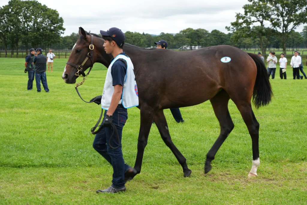 ソーディヴァインの25の馬体(シルクホースクラブ2026年募集馬)