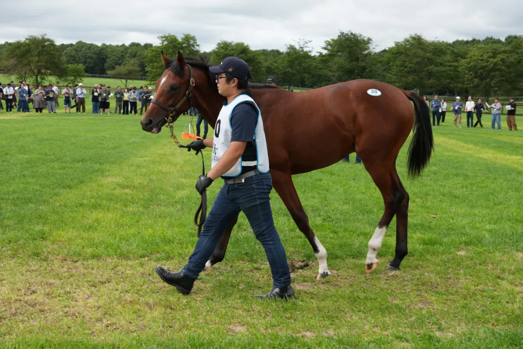 ソニックベガの25の馬体(シルクホースクラブ2026年募集馬)