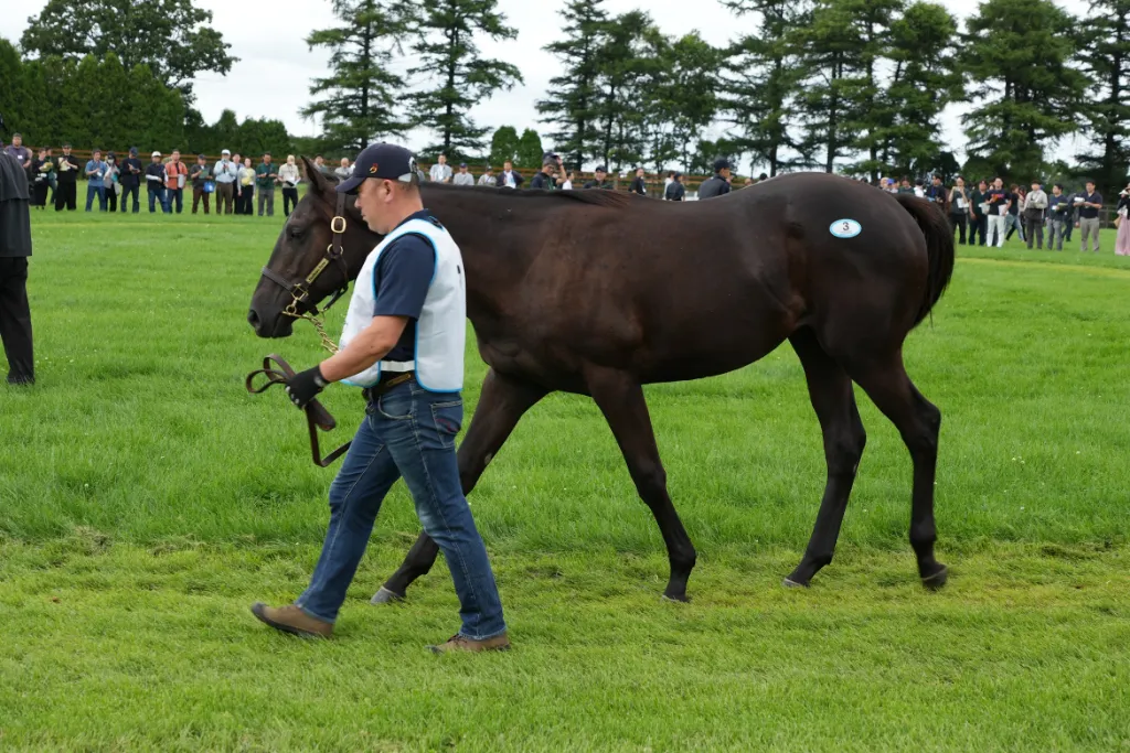 ディアンドルの25の馬体(シルクホースクラブ2026年募集馬)