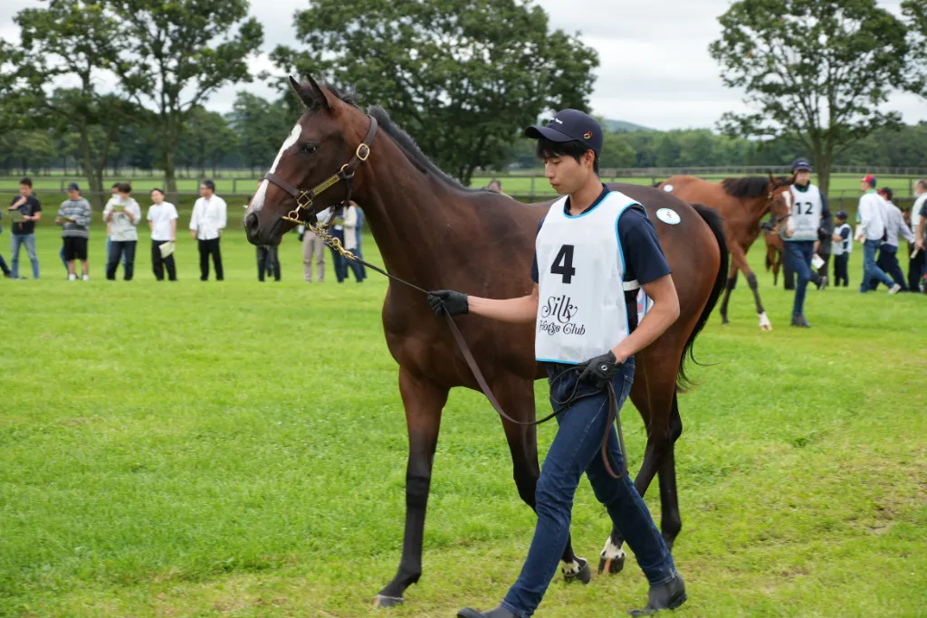 クリーンスイープの25の馬体(シルクホースクラブ2026年募集馬)