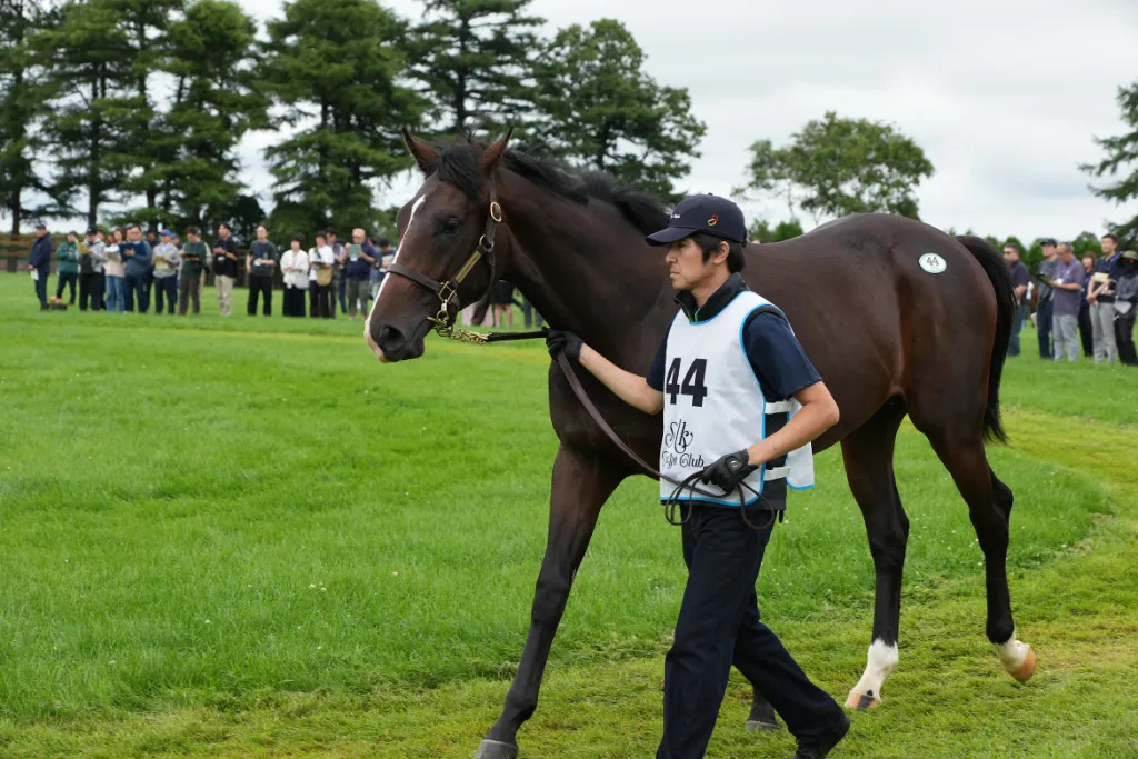 サロミナの25の馬体(シルクホースクラブ2026年募集馬)