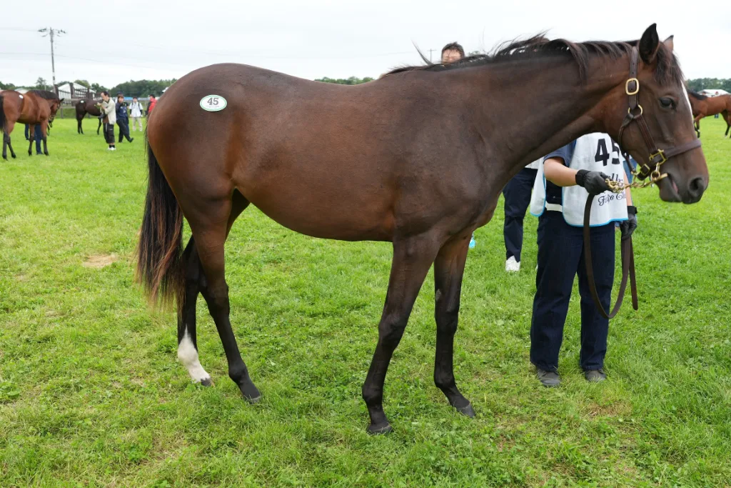 ドリームアンドドゥの25の馬体(シルクホースクラブ2026年募集馬)