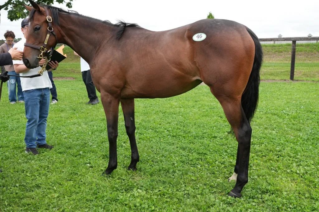 ロザリンドの25の馬体(シルクホースクラブ2026年募集馬)