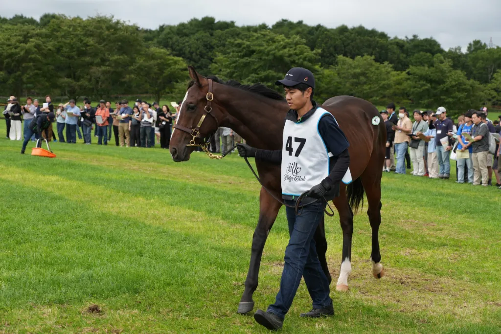エクセレンスⅡの25の馬体(シルクホースクラブ2026年募集馬)
