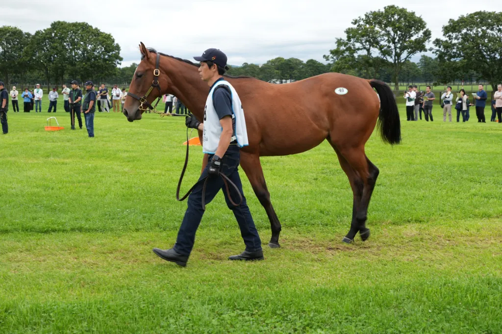 ピュアブレンドの25の馬体(シルクホースクラブ2026年募集馬)