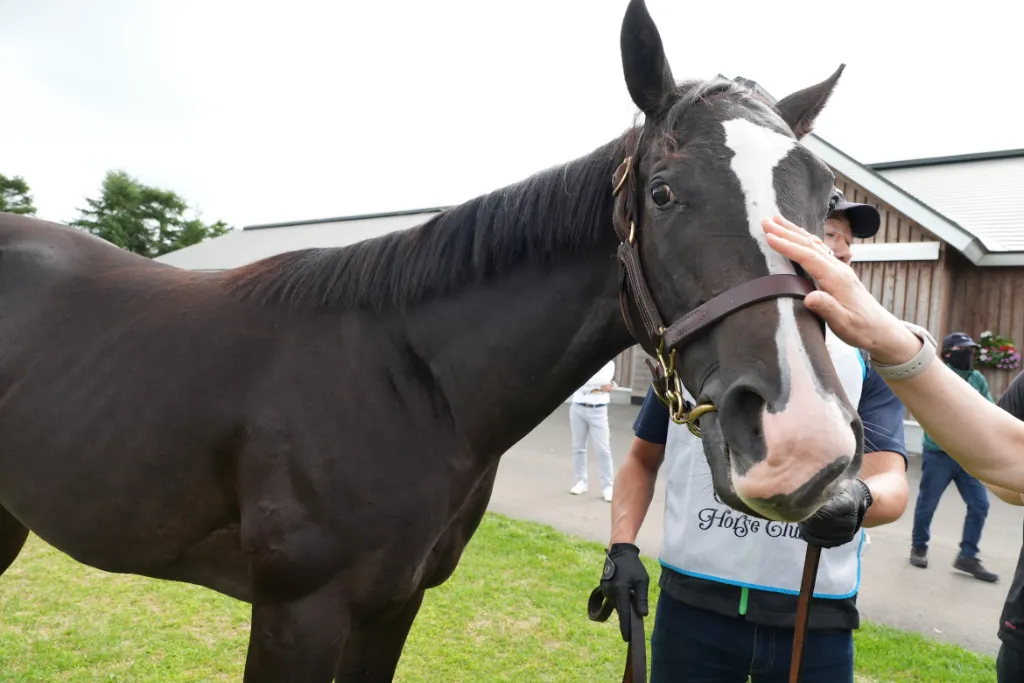 シャトーブランシュの25の馬体(シルクホースクラブ2026年募集馬)