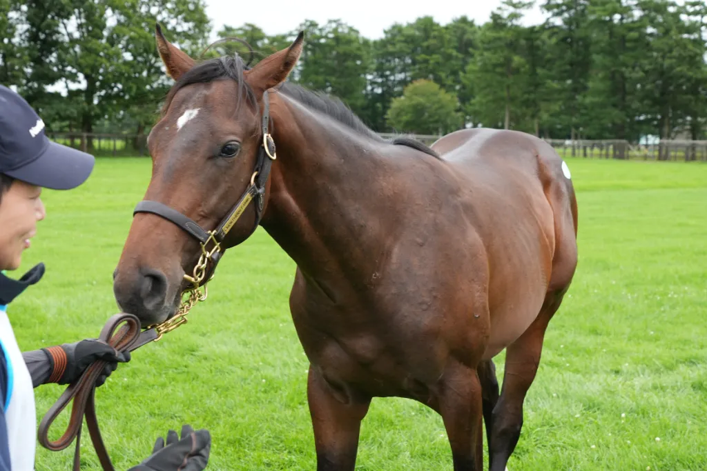 ピクシーホロウの25の馬体(シルクホースクラブ2026年募集馬)